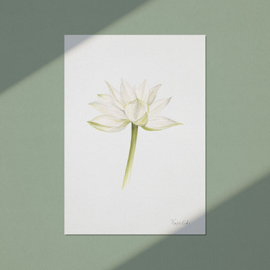 Water Lily - Wall Art Print A4